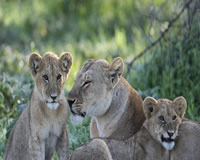 Tanzania Safari