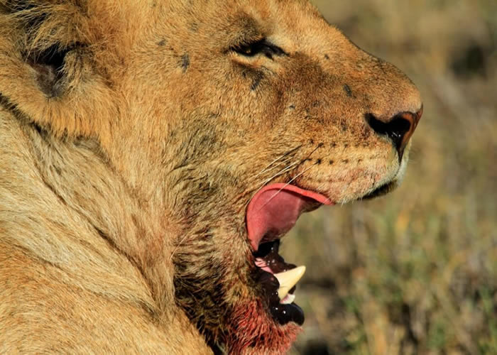 8 day safari