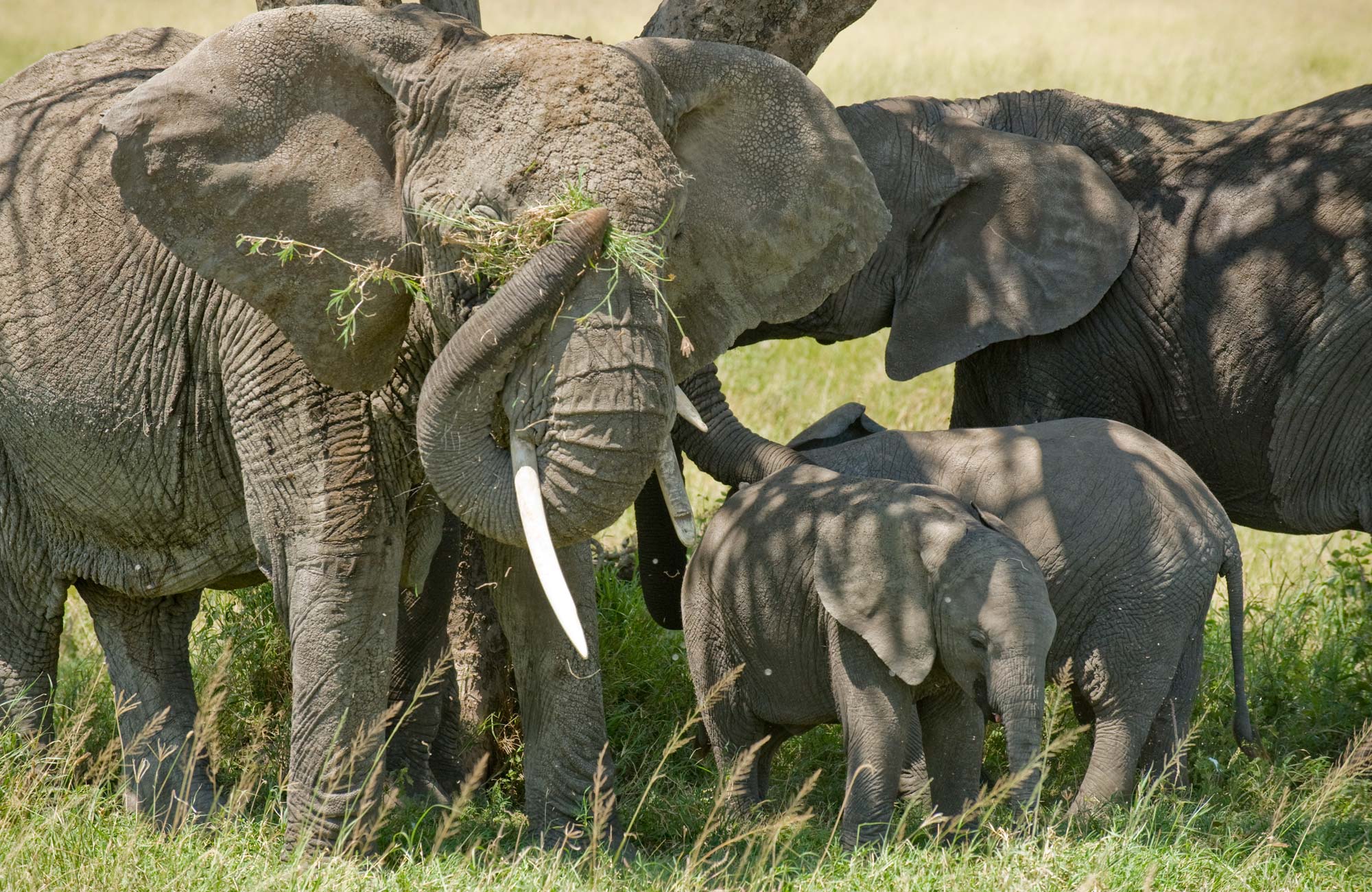 Tarangire National Park