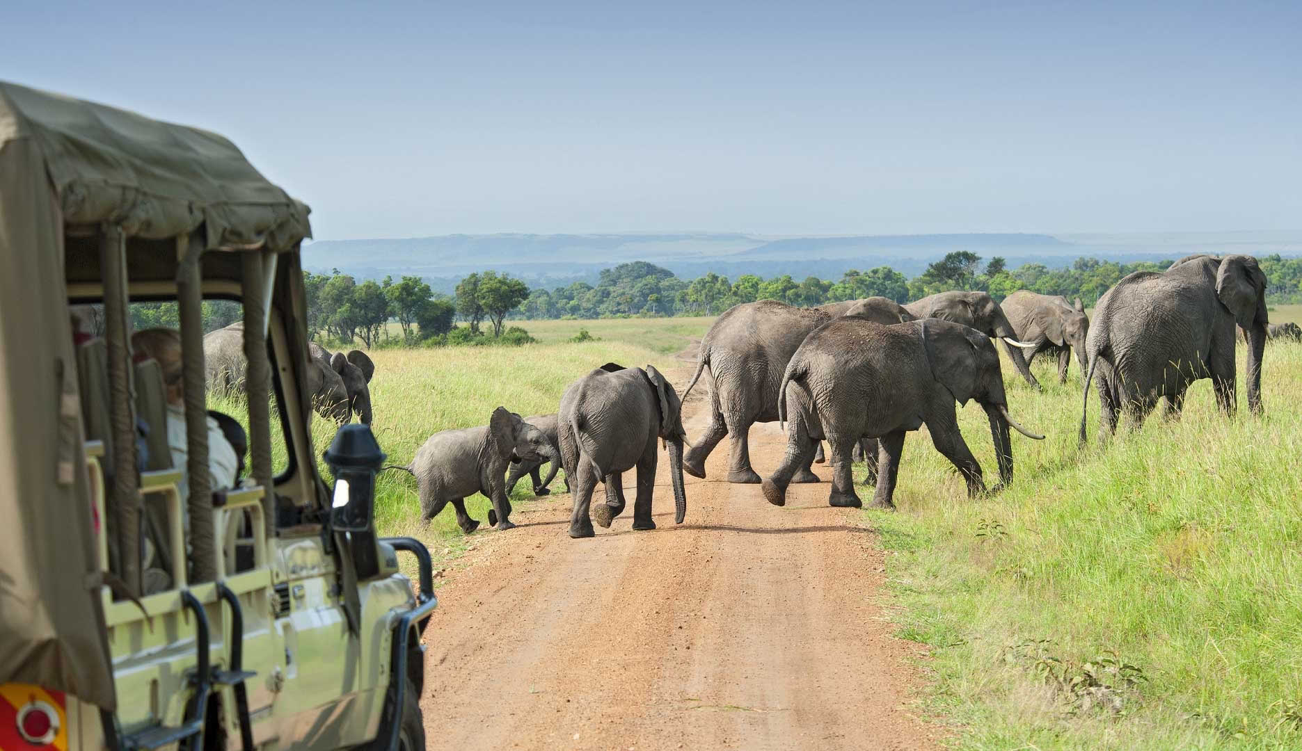 African Safari