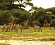 2 Days Tanzania Safari