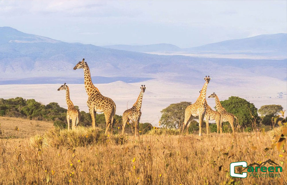 6 Day Safari -Tanzania Safari